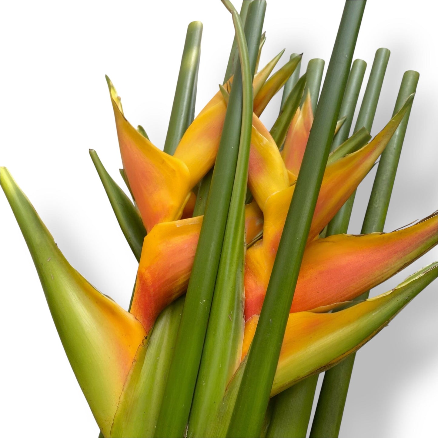 Crab Crawl - Yellow (5 Stalks)