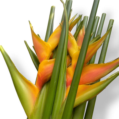 Crab Crawl - Yellow (5 Stalks)