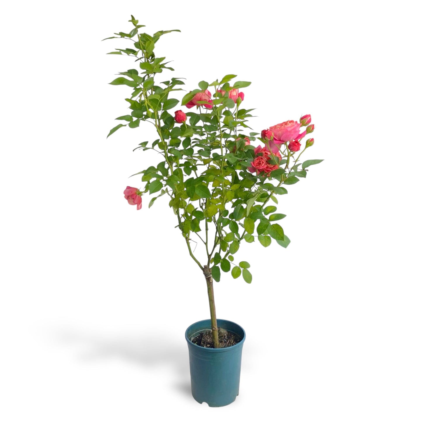 Pot Rose #1 Gallon - Pink