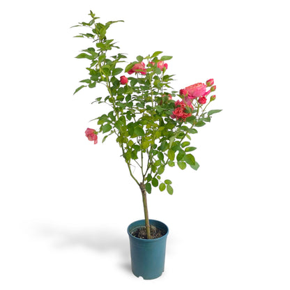 Pot Rose #1 Gallon - Pink