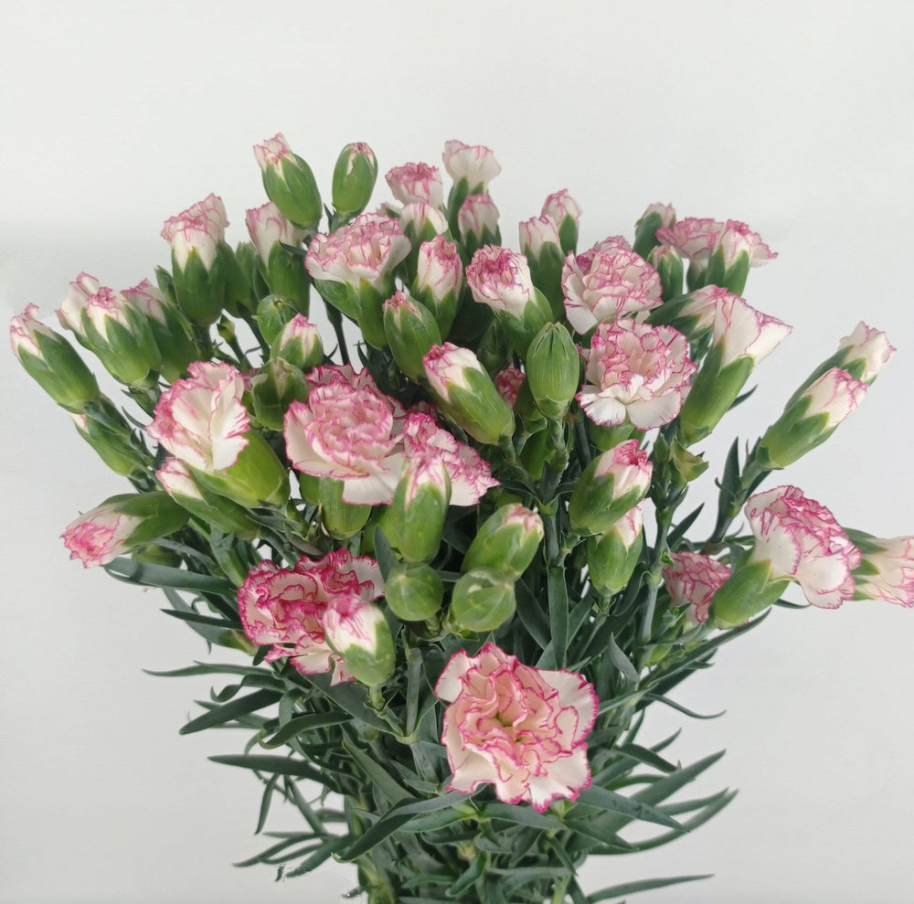 Mother's Day Spray Carnation - 2 Tone White Pink (18-20 Stems)