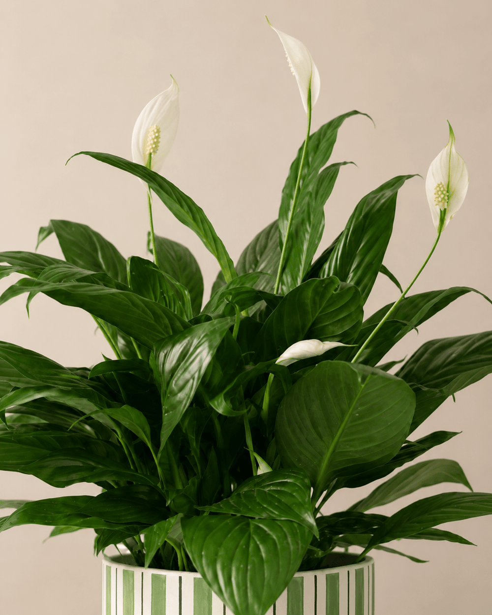 Peace Lily (Spathiphyllum) Arrangement - Dark Green Ceramic Pot