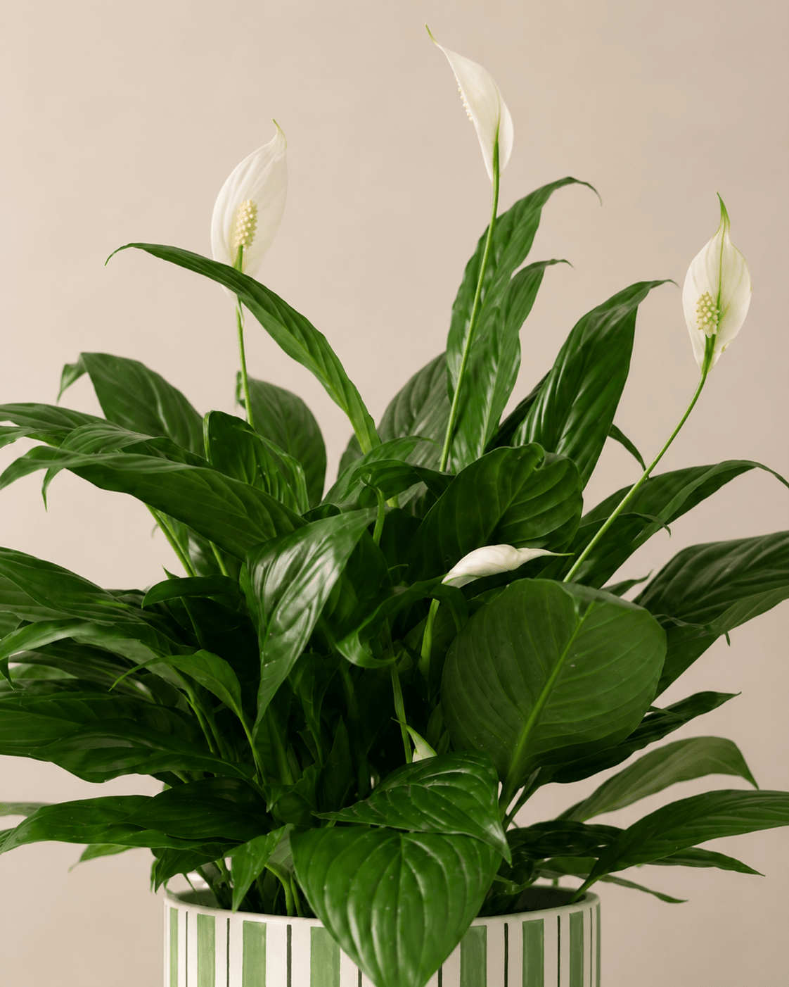 Peace Lily (Spathiphyllum) Arrangement - Dark Green Ceramic Pot