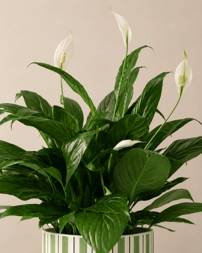 Peace Lily (Spathiphyllum) Arrangement - Dark Green Ceramic Pot
