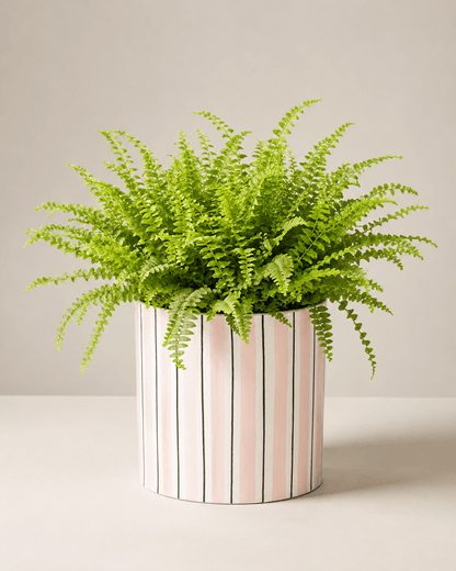 Boston Fern Arrangement - Light Pink Ceramic Pot