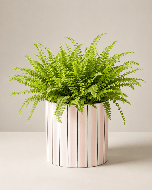 Boston Fern Arrangement - Light Pink Ceramic Pot