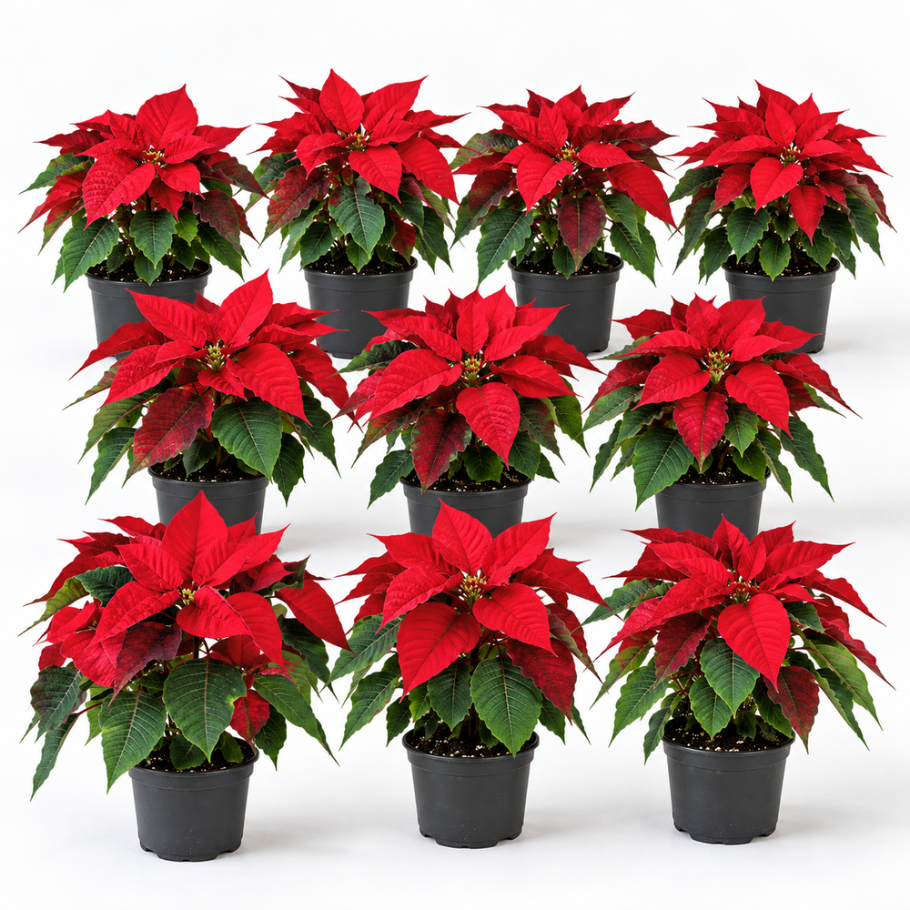 Poinsettia - Red (P150)