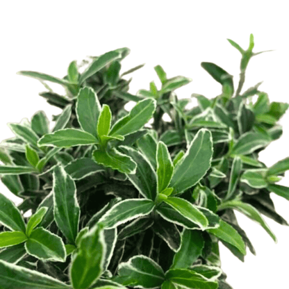 Pot Euonymus Mic P85 - Green