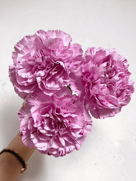 Mother's Day Carnation - 2 Tone Lilac Purple (18-20 Stems)