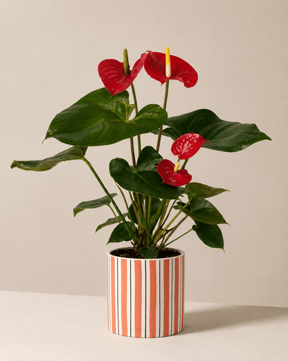 Red Anthurium Arrangement - Orange Ceramic Pot