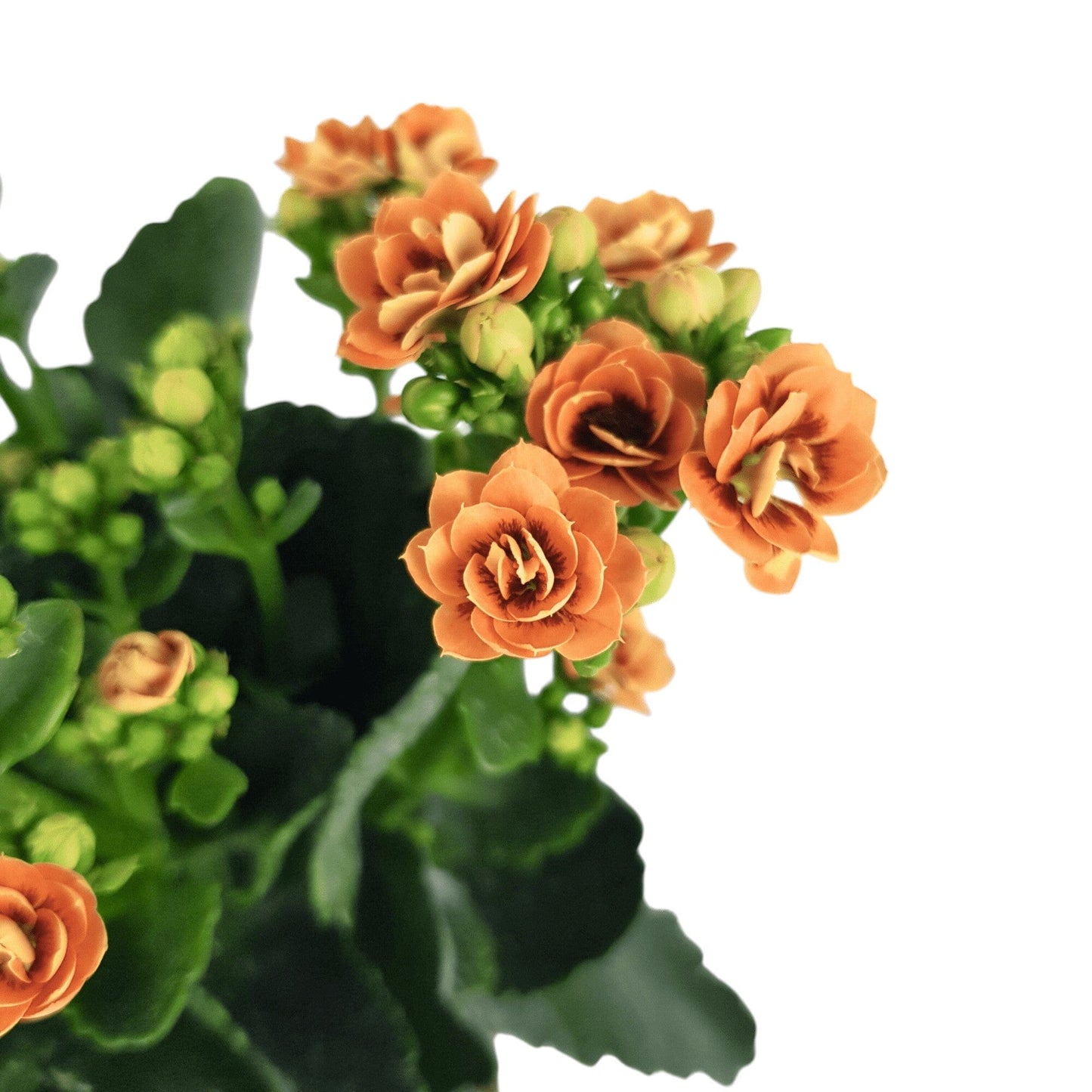 Kalanchoe - Pot 10.5cm
