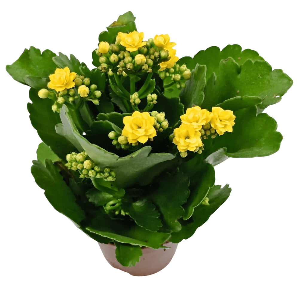Kalanchoe - Pot 10.5cm