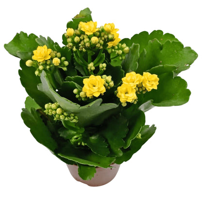 Kalanchoe - Pot 10.5cm