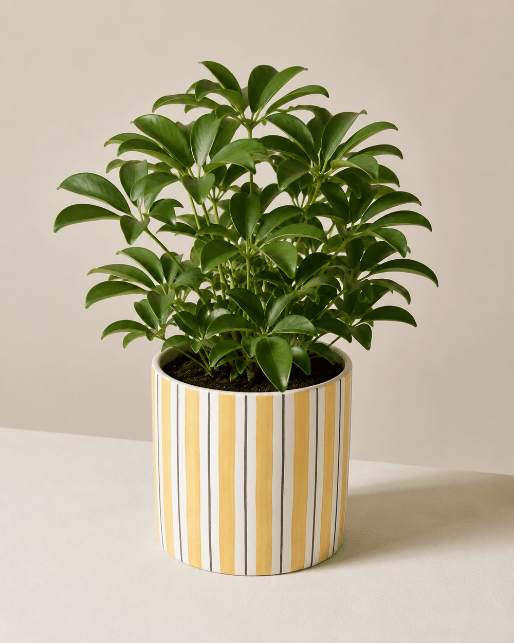 Schefflera Arrangement - Yellow Ceramic Pot