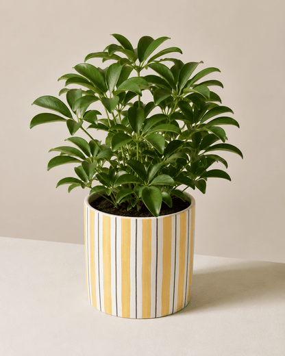 Schefflera Arrangement - Yellow Ceramic Pot