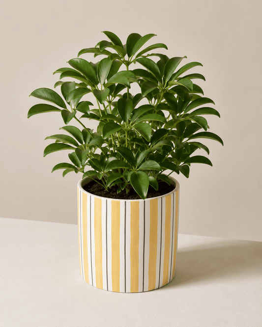 Schefflera Arrangement - Yellow Ceramic Pot