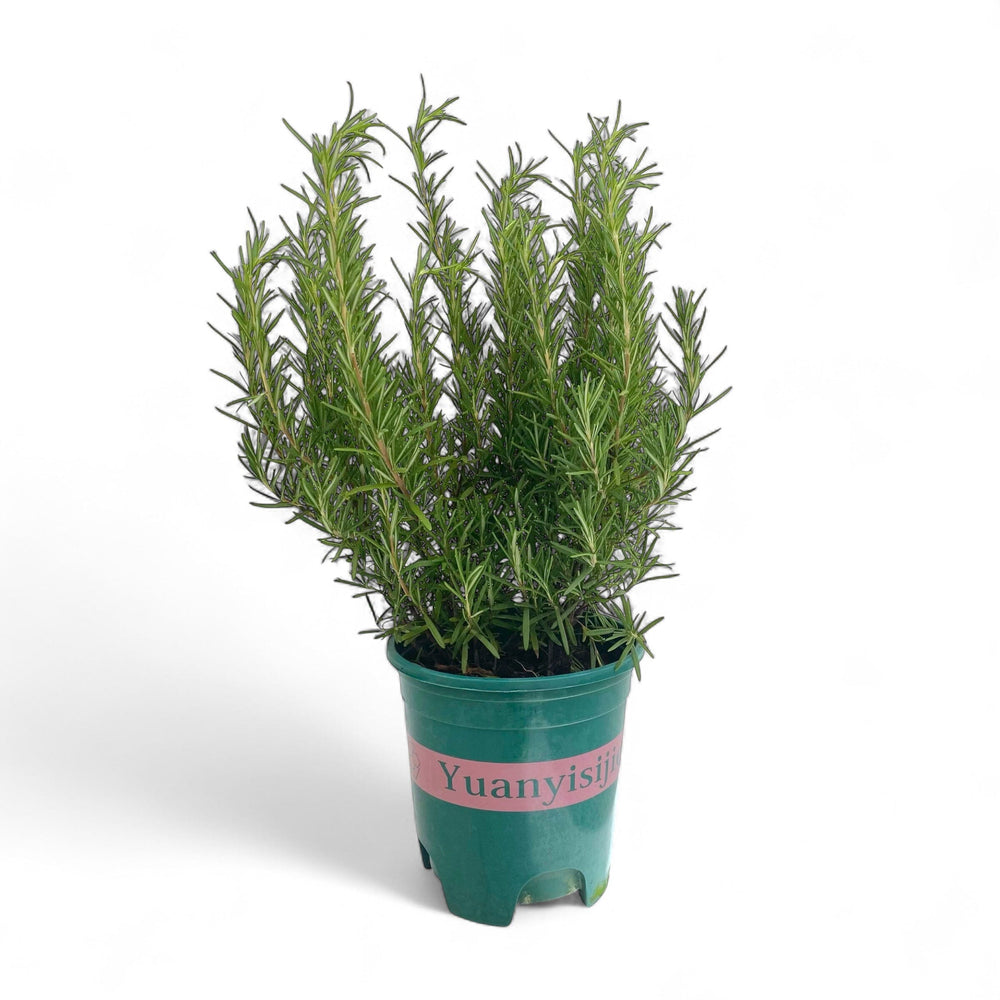 Pot Rosemary