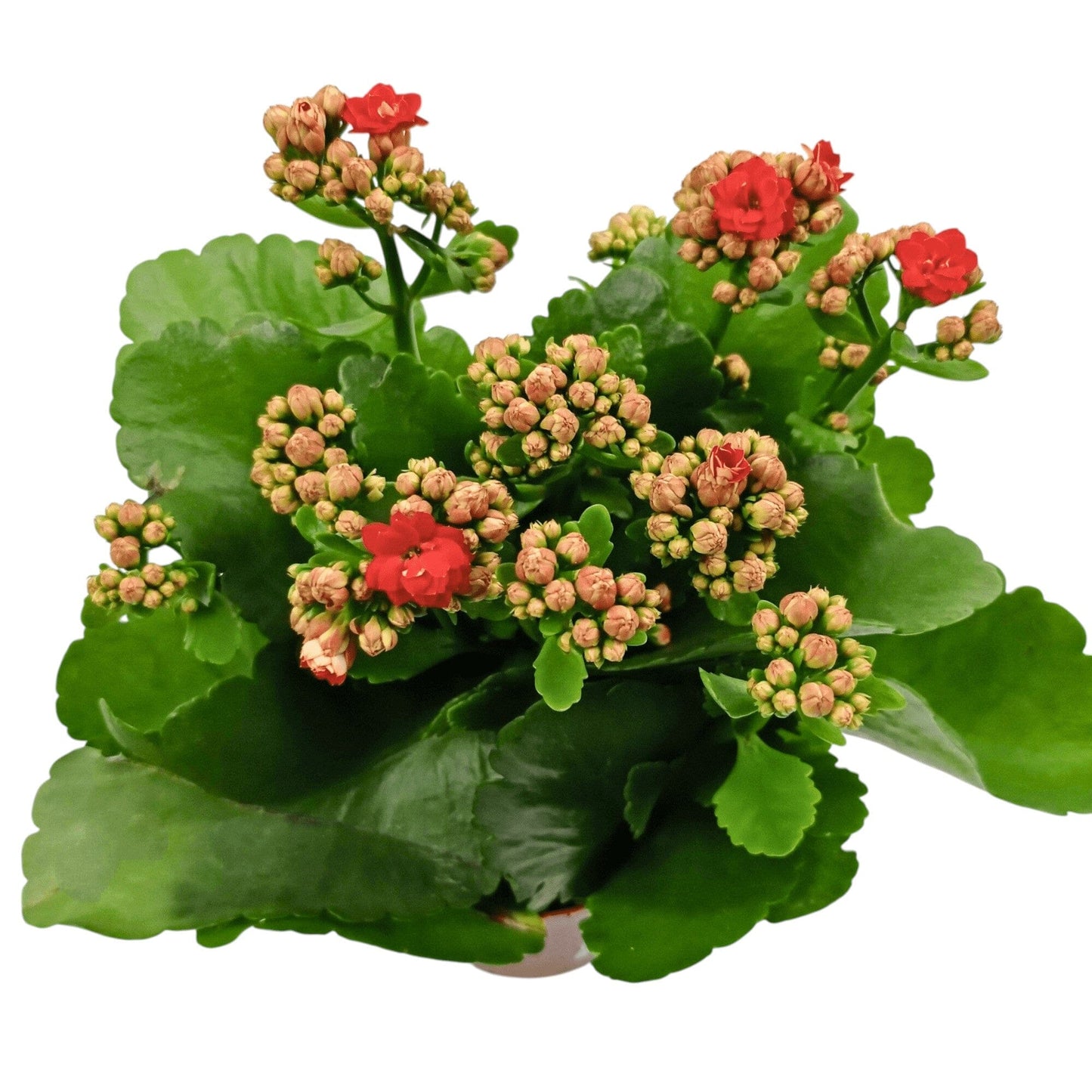 Kalanchoe - Pot 10.5cm