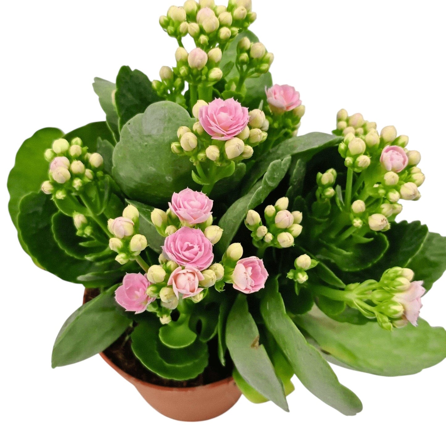 Kalanchoe - Pot 10.5cm