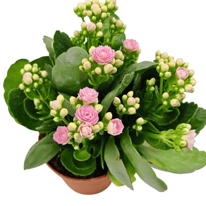 Kalanchoe - Pot 10.5cm