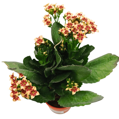 Kalanchoe - Pot 10.5cm