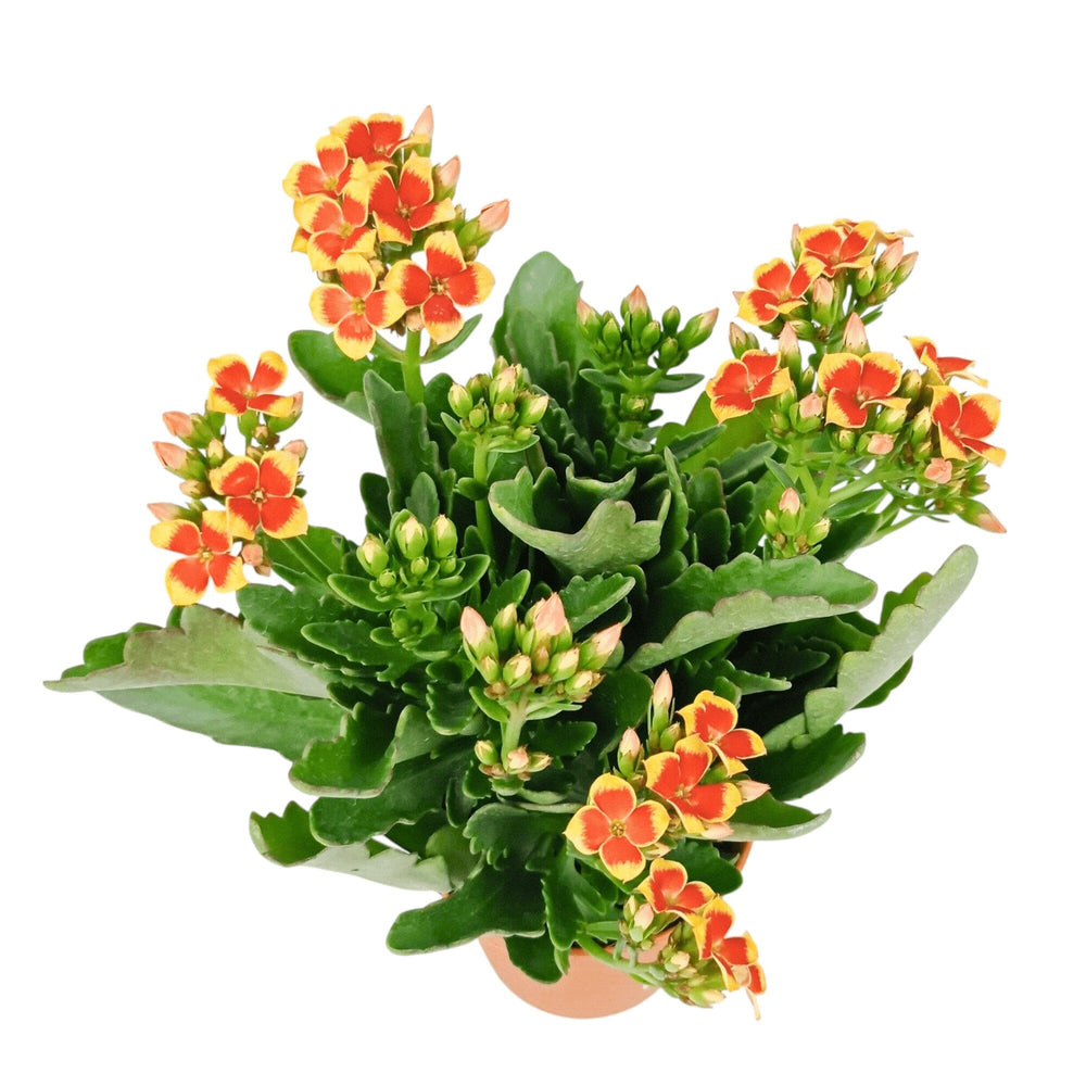 Kalanchoe - Pot 10.5cm