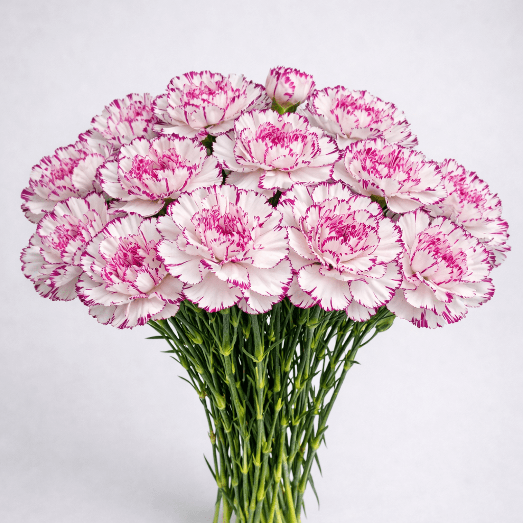 Mother's Day Carnation - 2 Tone Light Pink Purple (18-20 Stems)