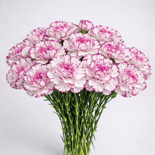 Mother's Day Carnation - 2 Tone Light Pink Purple (18-20 Stems)