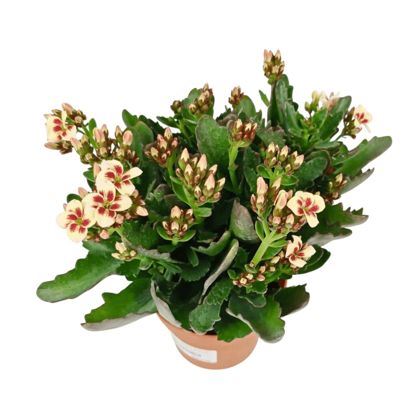 Kalanchoe - Pot 10.5cm