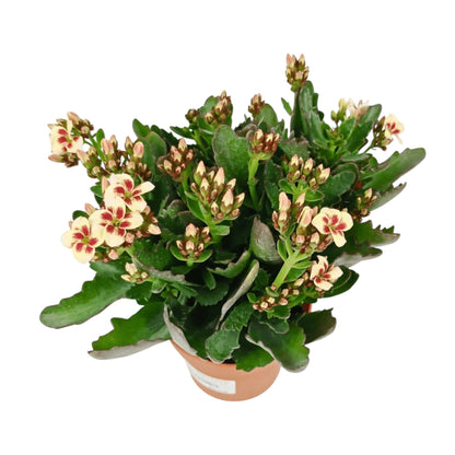 Kalanchoe - Pot 10.5cm