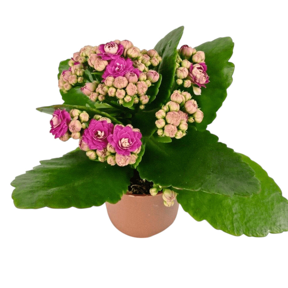Kalanchoe - Pot 10.5cm