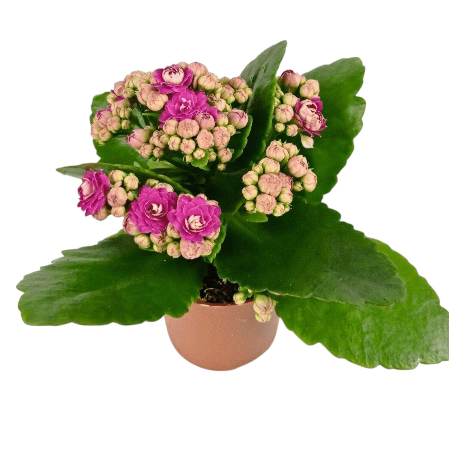 Kalanchoe - Pot 10.5cm