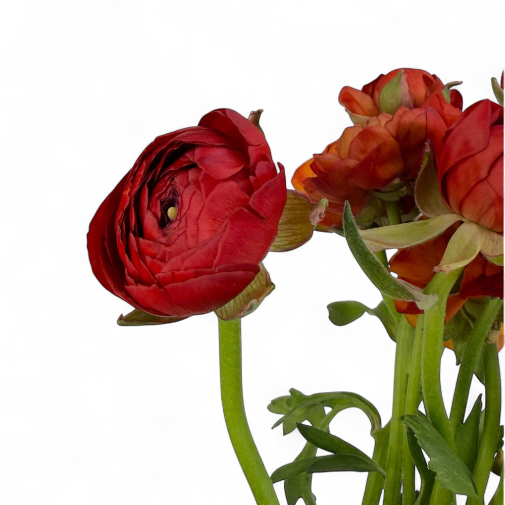 Red Ranunuculus Ranunculus - Red