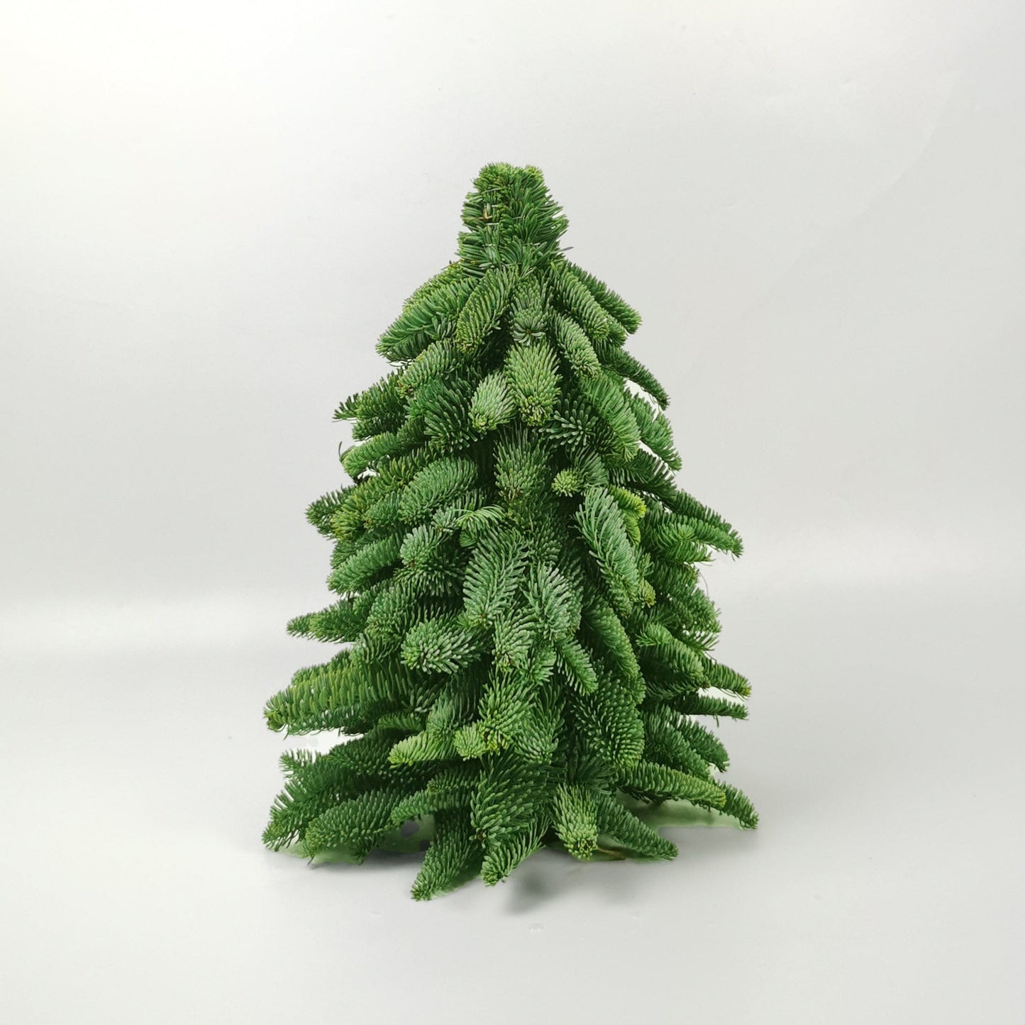 Mini Christmas Tree - Nobilis Fir (40cm)