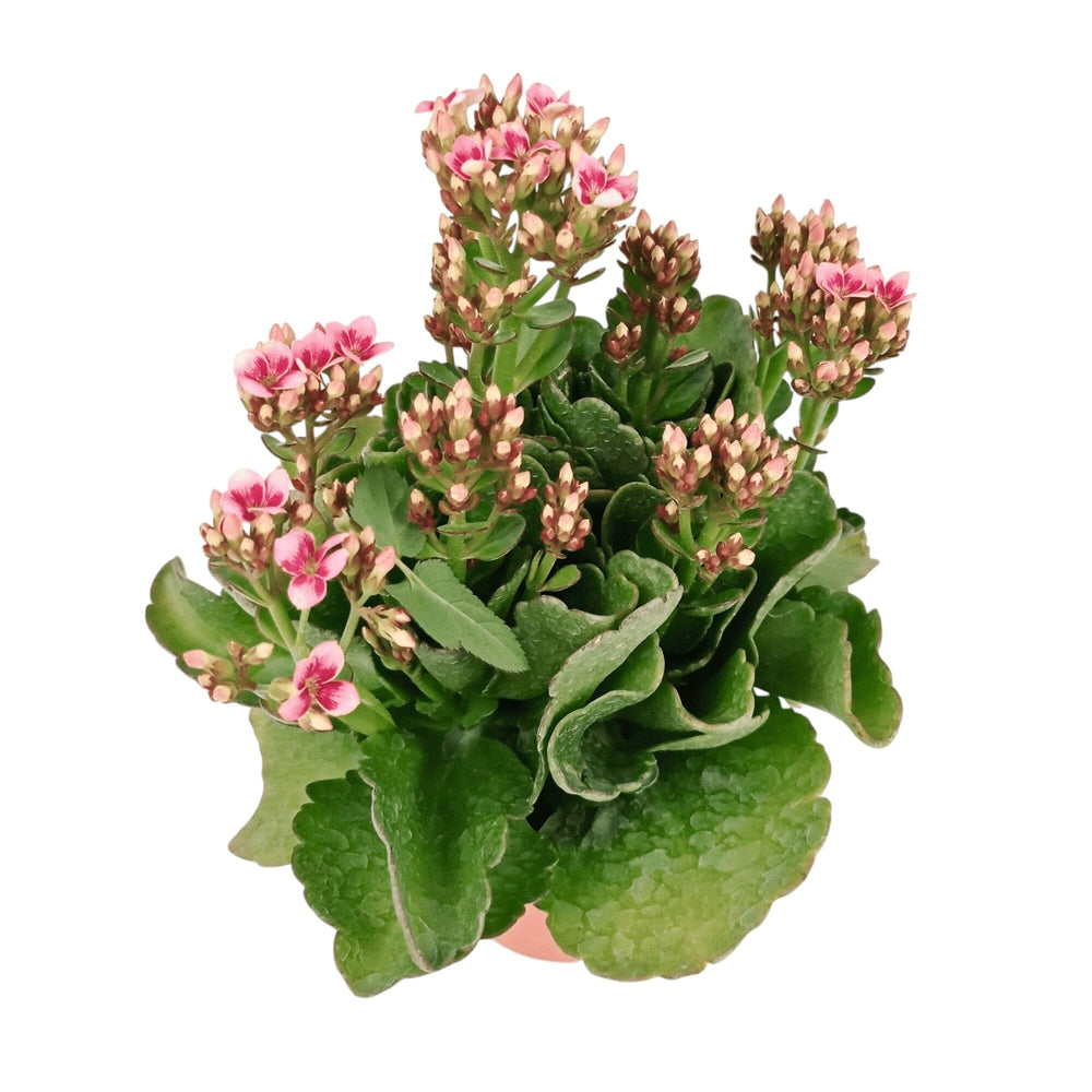 Kalanchoe - Pot 10.5cm