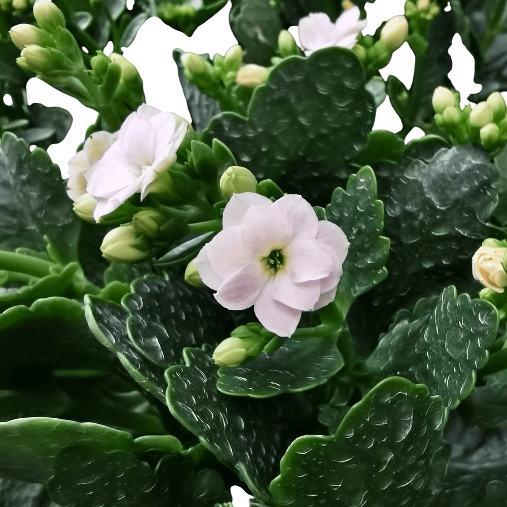 Kalanchoe - Pot 10.5cm