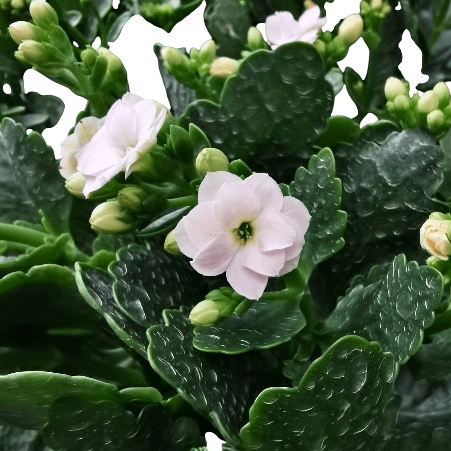 Kalanchoe - Pot 10.5cm