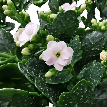Kalanchoe - Pot 10.5cm