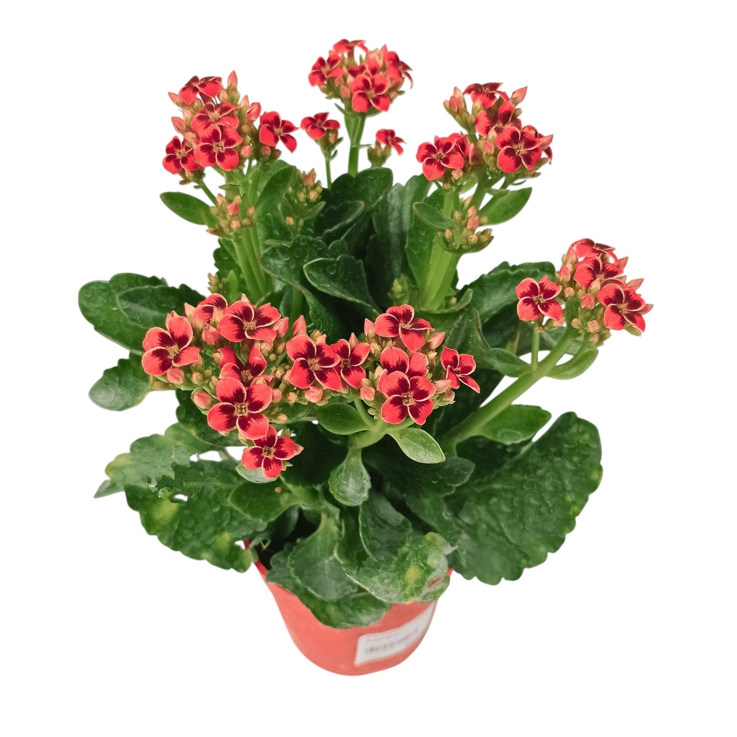 Kalanchoe - Pot 10.5cm