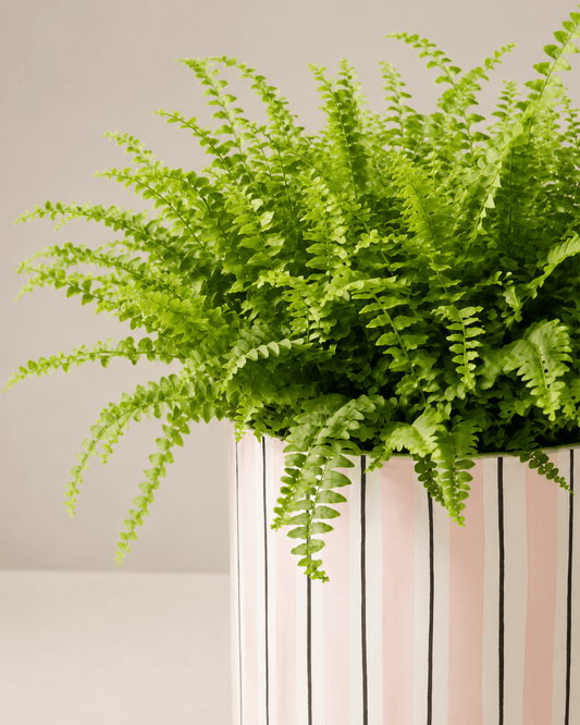 Boston Fern Arrangement - Light Pink Ceramic Pot