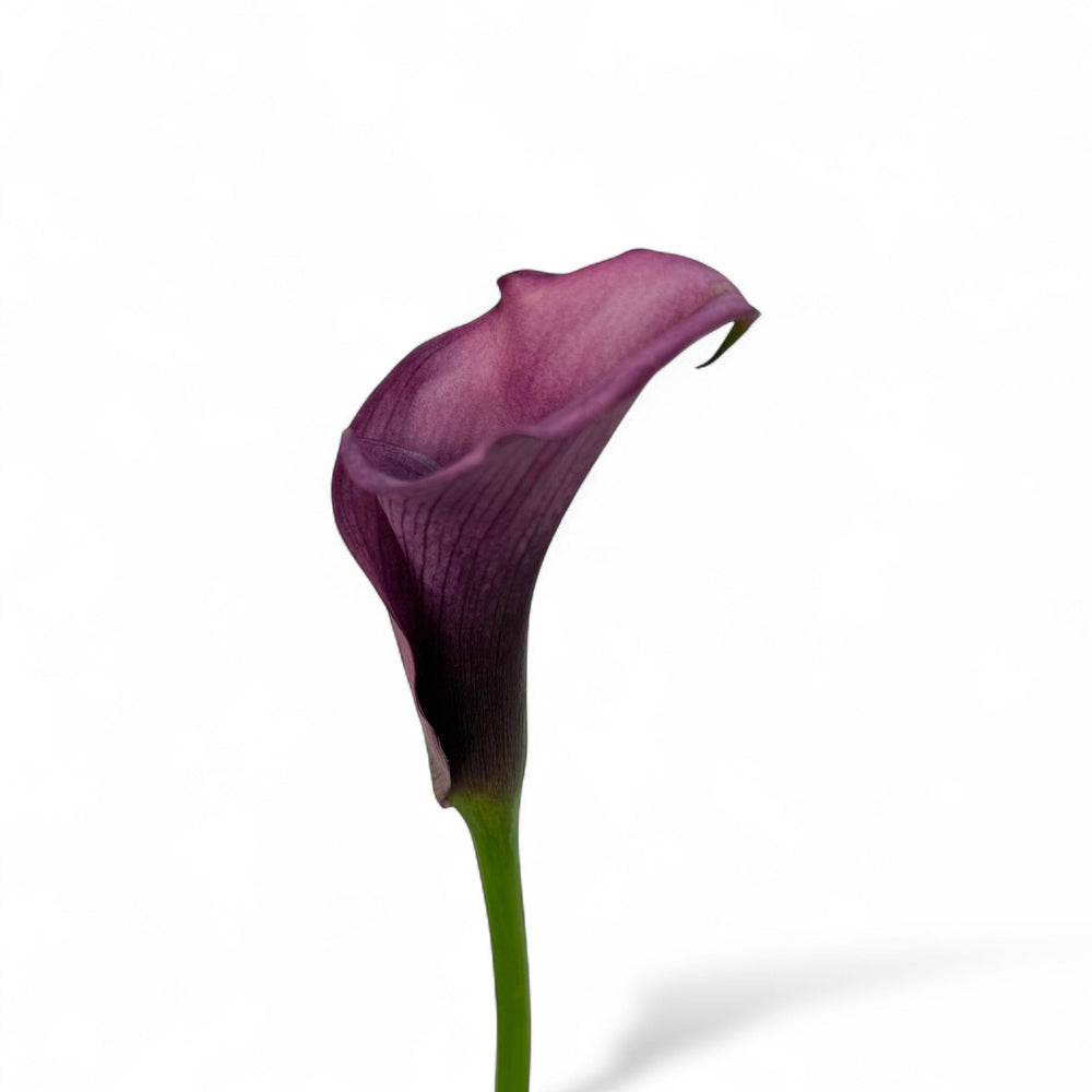 Calla Lily - Purple