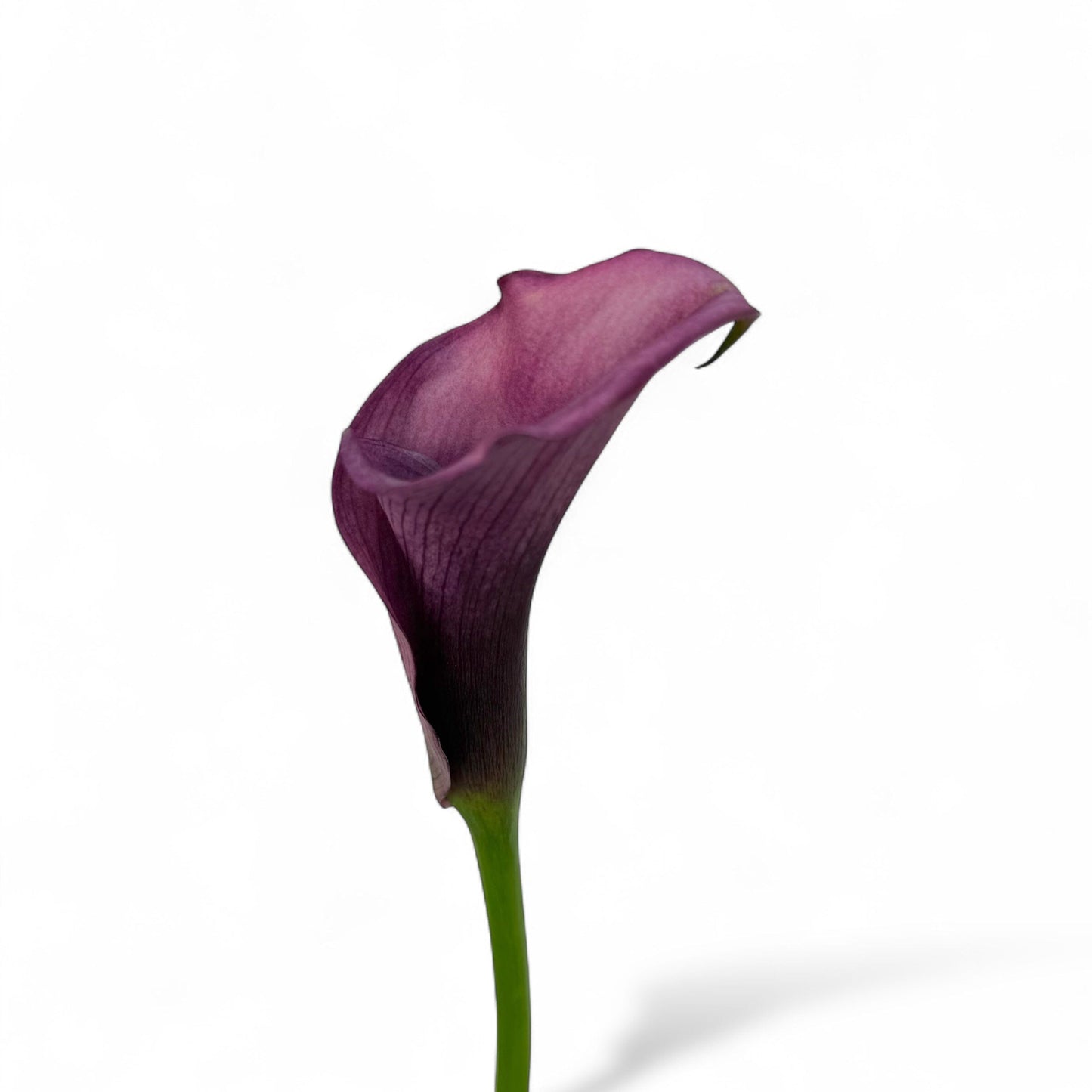 Calla Lily - Purple