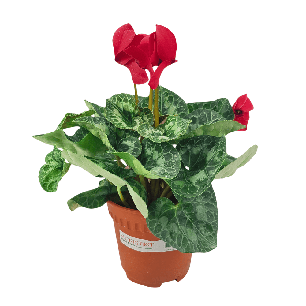 Cyclamen P150
