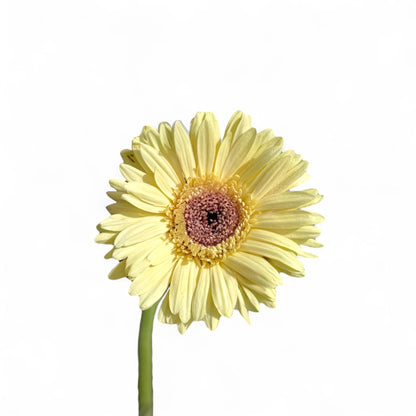 Gerbera - Champagne