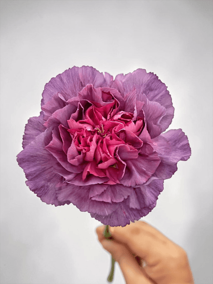 Mother's Day Carnation - Purple Pink (18-20 Stems)