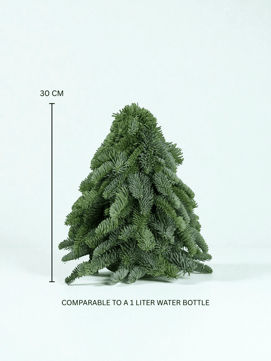 Mini Christmas Tree - Nobilis Fir (30cm)