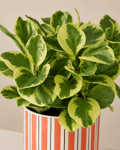 Peperomia Arrangement - Orange Ceramic Pot
