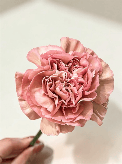 Mother's Day Carnation - 2 Tone Brown Pink (18-20 Stems)