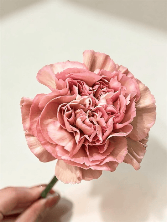 Mother's Day Carnation - 2 Tone Brown Pink (18-20 Stems)