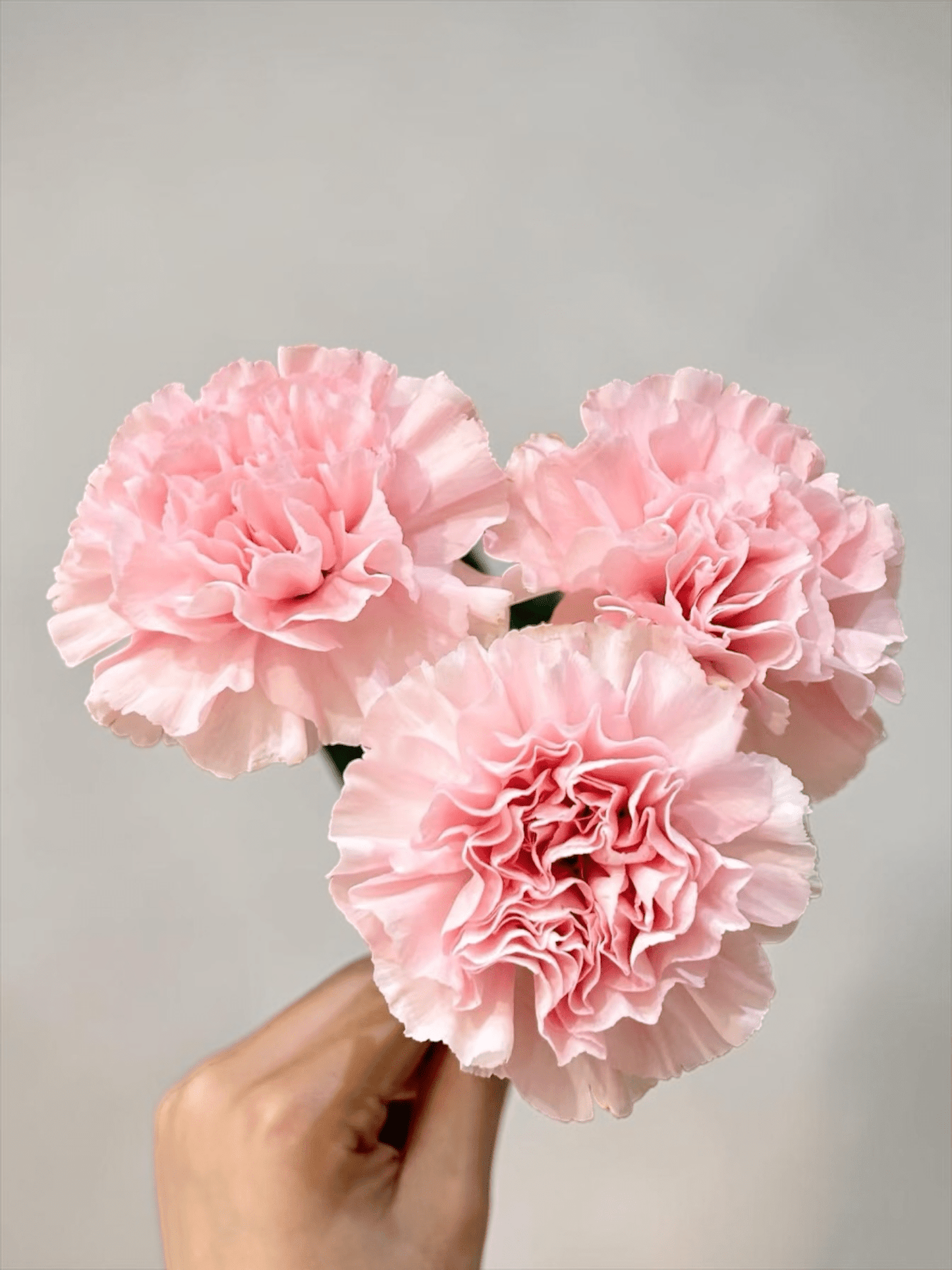 Mother's Day Carnation - Light Pink (18-20 Stems)